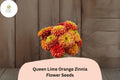 100 Queen Lime Orange Zinnia Seeds – Peach-Orange Garden Blooms