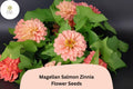 100 Magellan Salmon Zinnia Seeds – Soft Salmon Blooms for Garden Beds, Borders & Cut Flowers