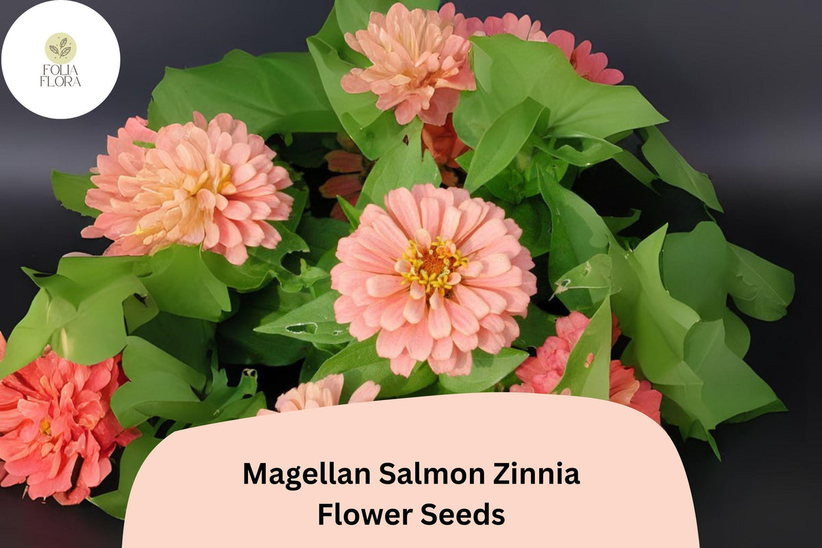 100 Magellan Salmon Zinnia Seeds – Soft Salmon Blooms for Garden Beds, Borders & Cut Flowers