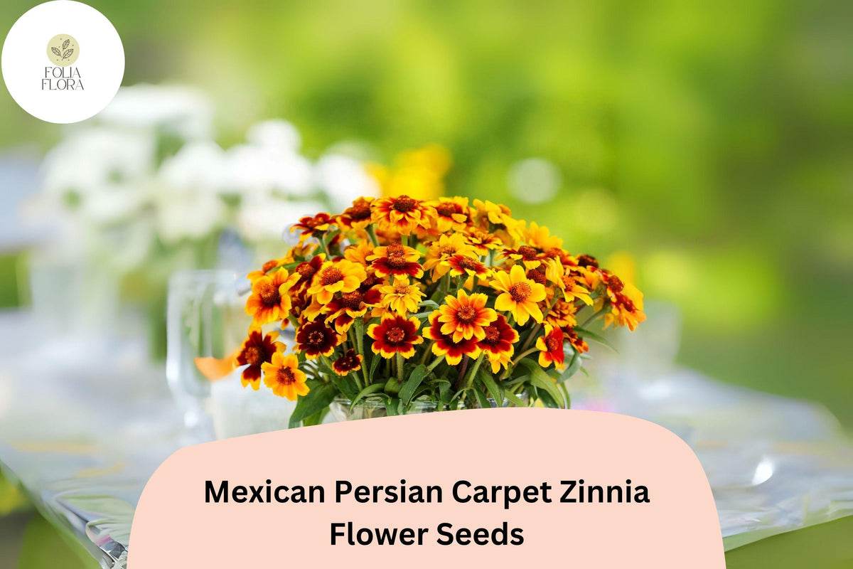 100 Mexican Persian Carpet Zinnia Seeds – Colorful Dwarf Mix for Garden Beds, Borders & Containers