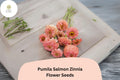100 Pumila Salmon Zinnia Seeds - Soft Salmon-Pink Blooms for Garden Beds & Cut Flowers