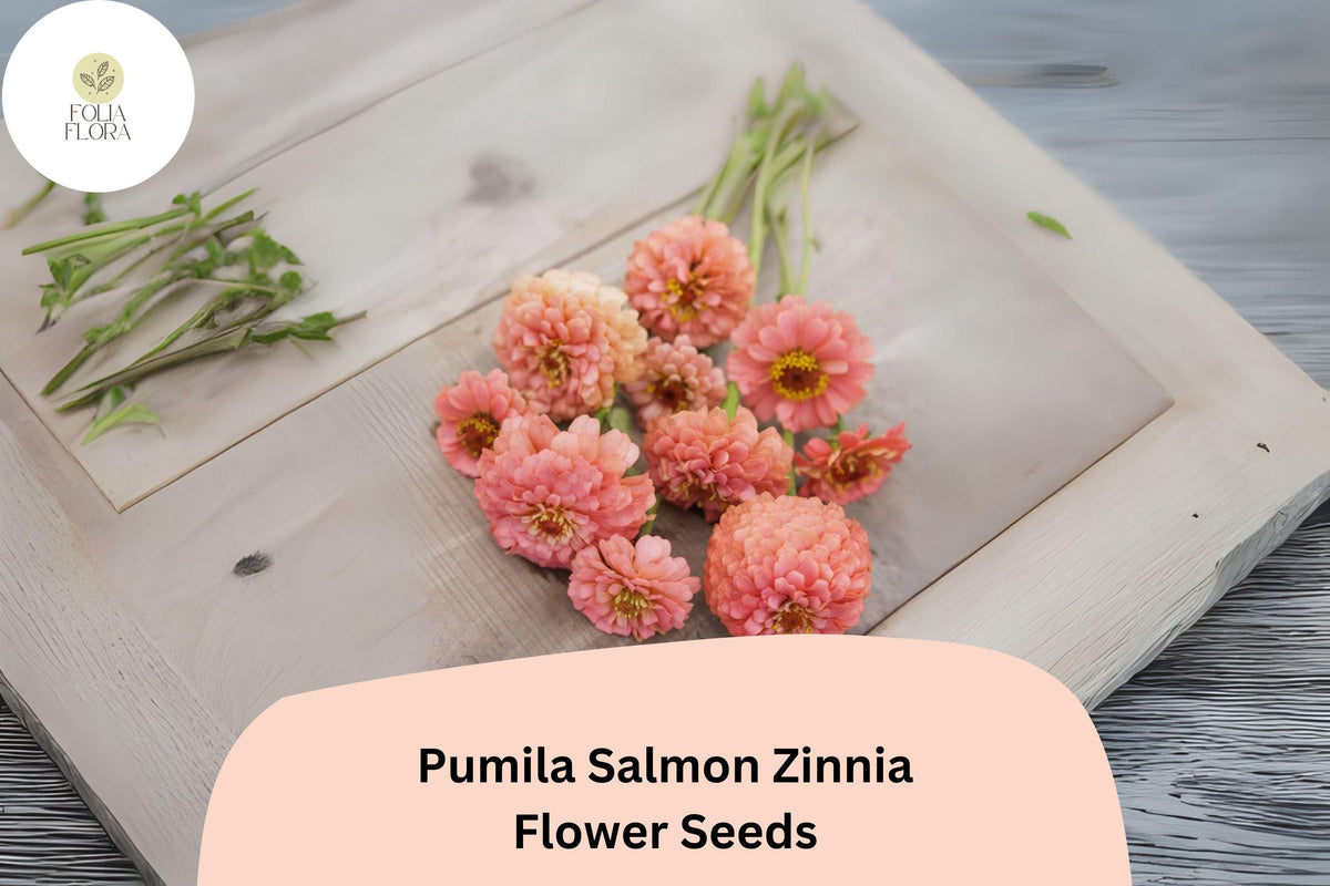 100 Pumila Salmon Zinnia Seeds - Soft Salmon-Pink Blooms for Garden Beds & Cut Flowers