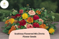 100 Scabiosa Flowered Mix Zinnia Seeds - Double Blooms for Garden & Bouquets