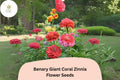 100 Benary Giant Coral Zinnia Seeds – Large Double Blooms for Cutting Gardens & Summer Borders