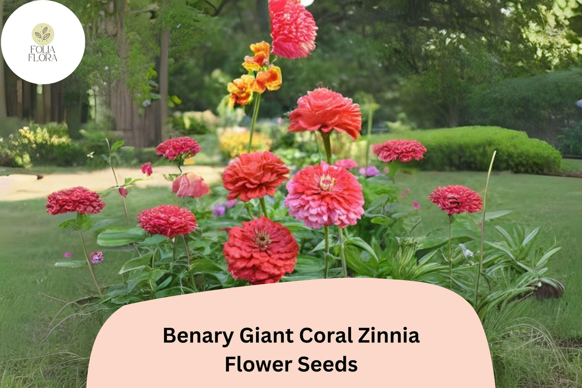 100 Benary Giant Coral Zinnia Seeds – Large Double Blooms for Cutting Gardens & Summer Borders