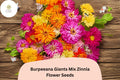 100 Burpeeana Giants Mix Zinnia Seeds – Tall Heirloom Blooms for Cutting & Summer Gardens