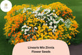 100 Linearis Mix Zinnia Seeds – Compact Dwarf Blooms for Borders & Edging