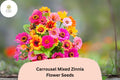 100 Carrousel Mix Zinnia Seeds - Bi-Color Blooms for Summer Gardens & Cut Flowers