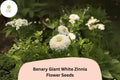 100 Benary Giant White Zinnia Seeds - Tall Cut Flower for Summer Gardens