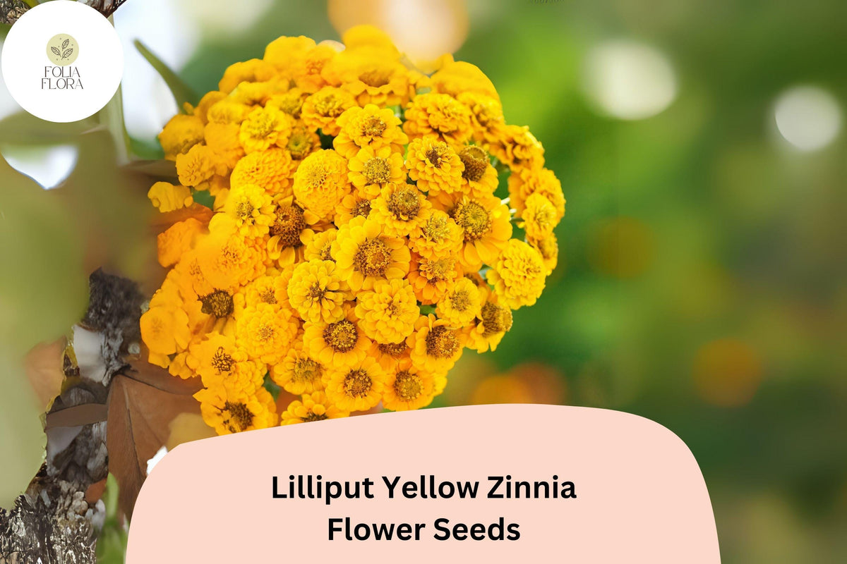 100 Lilliput Yellow Zinnia Seeds - Small Double Blooms for Borders