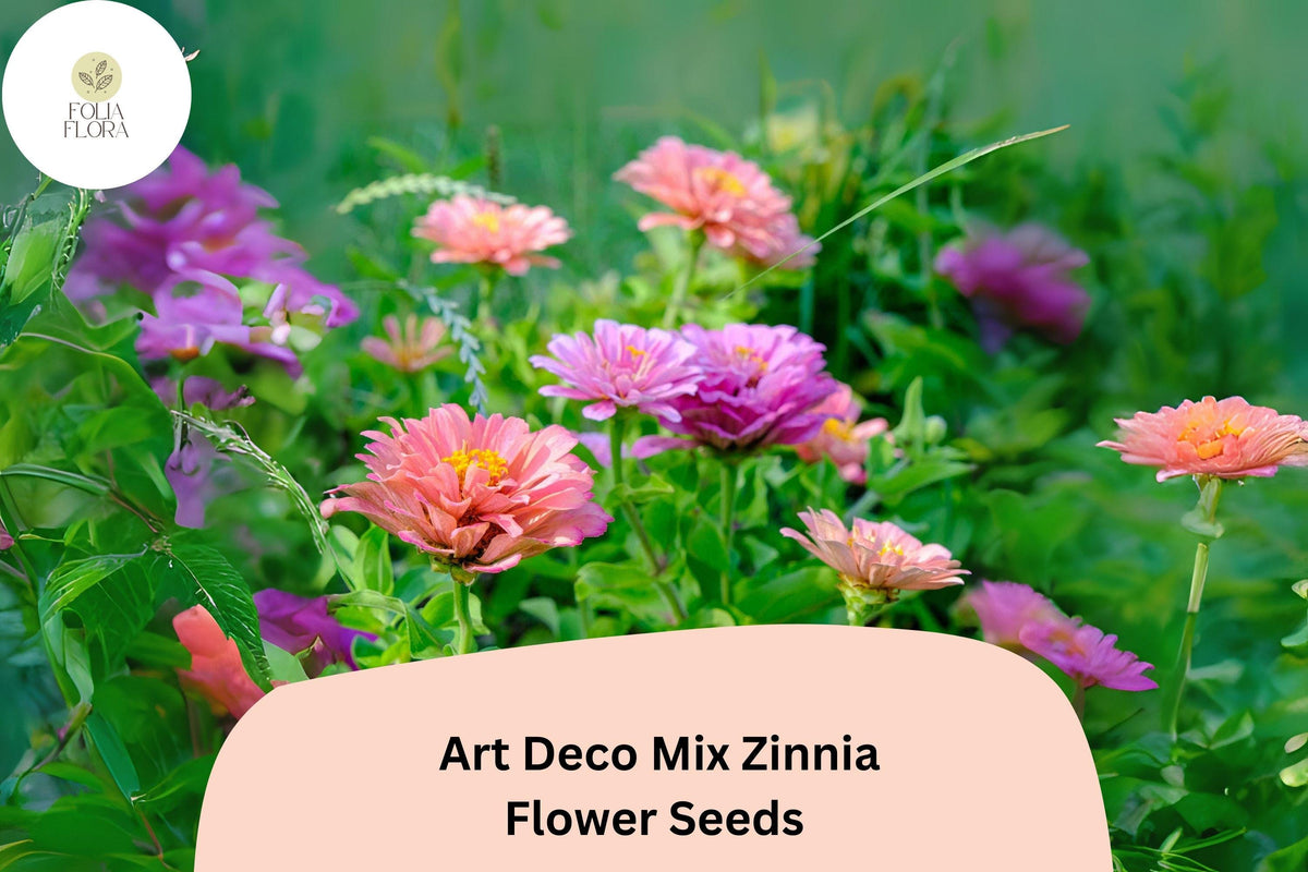 100 Art Deco Mix Zinnia Seeds for Planting - Colorful Cut Flower Garden Blooms