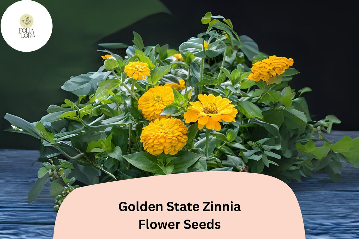 100 Golden State Zinnia Seeds – Bright Golden Blooms for Pollinator & Summer Gardens