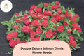 100 Double Zahara Salmon Zinnia Seeds - Compact Coral-Pink Double Blooms