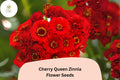 100 Cherry Queen Zinnia Seeds - Cherry-Red Blooms for Cut Flowers & Summer Gardens