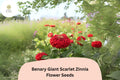 100 Benary Giant Scarlet Zinnia Seeds – Tall Scarlet-Red Blooms for Cut Flowers & Summer Gardens