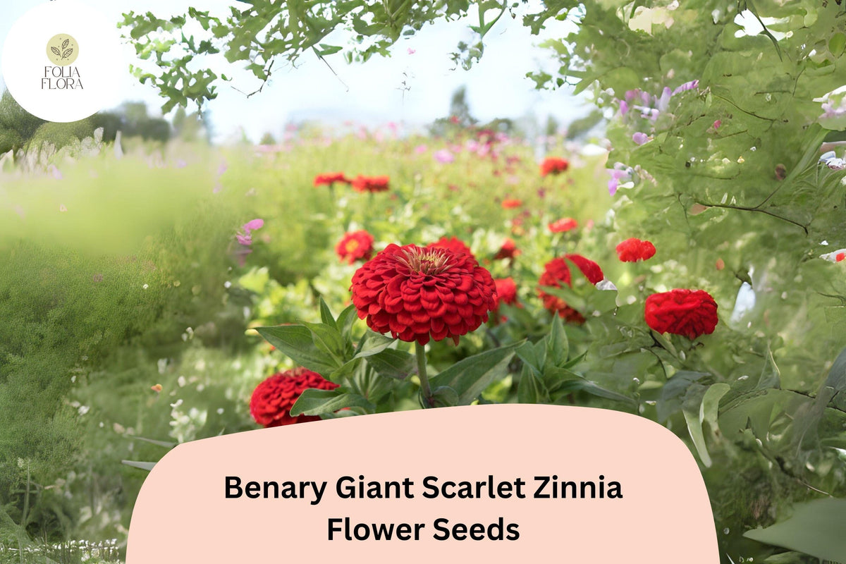 100 Benary Giant Scarlet Zinnia Seeds – Tall Scarlet-Red Blooms for Cut Flowers & Summer Gardens