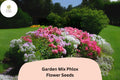 100 Phlox Drummondii Seeds – Colorful Garden Mix Annual Phlox