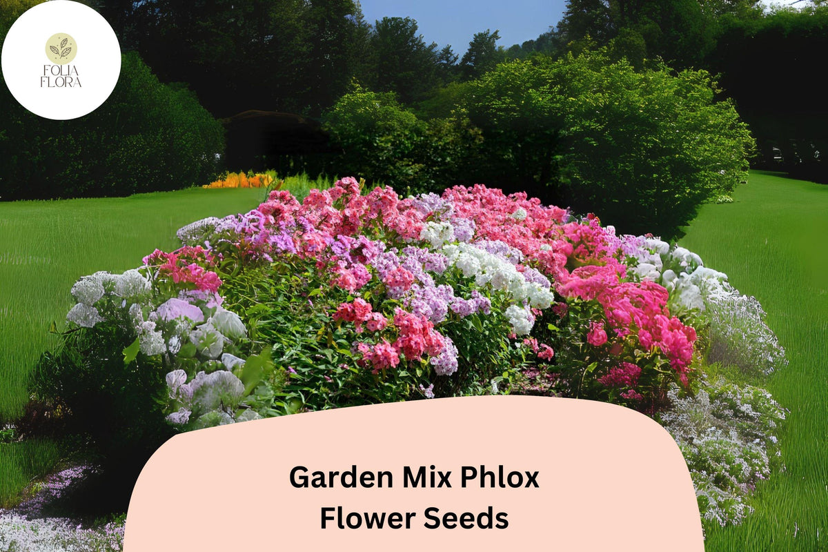 100 Phlox Drummondii Seeds – Colorful Garden Mix Annual Phlox