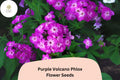 100 Purple Volcano Phlox Seeds – Deep Purple Annual Flower for Gardens