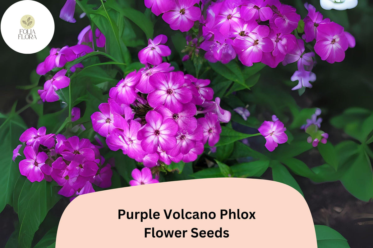 100 Purple Volcano Phlox Seeds – Deep Purple Annual Flower for Gardens