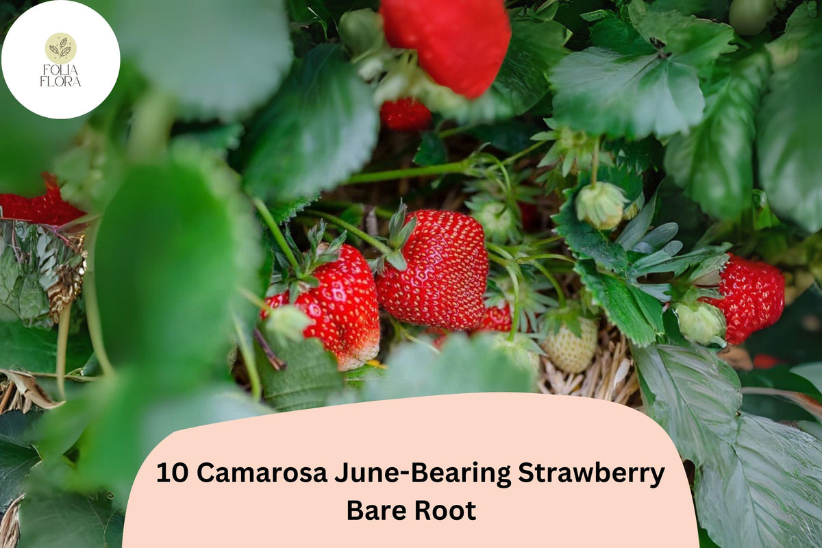 Camarosa Strawberry Plants | 10 Live Bare Root June-Bearing Fragaria × ananassa