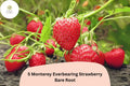 5 Monterey Strawberry Plants Live Bare Root Everbearing Fragaria × ananassa