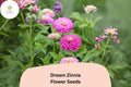 100 Dream Zinnia Seeds – Soft Pink Blooms for Summer Gardens, Borders & Cut Flowers