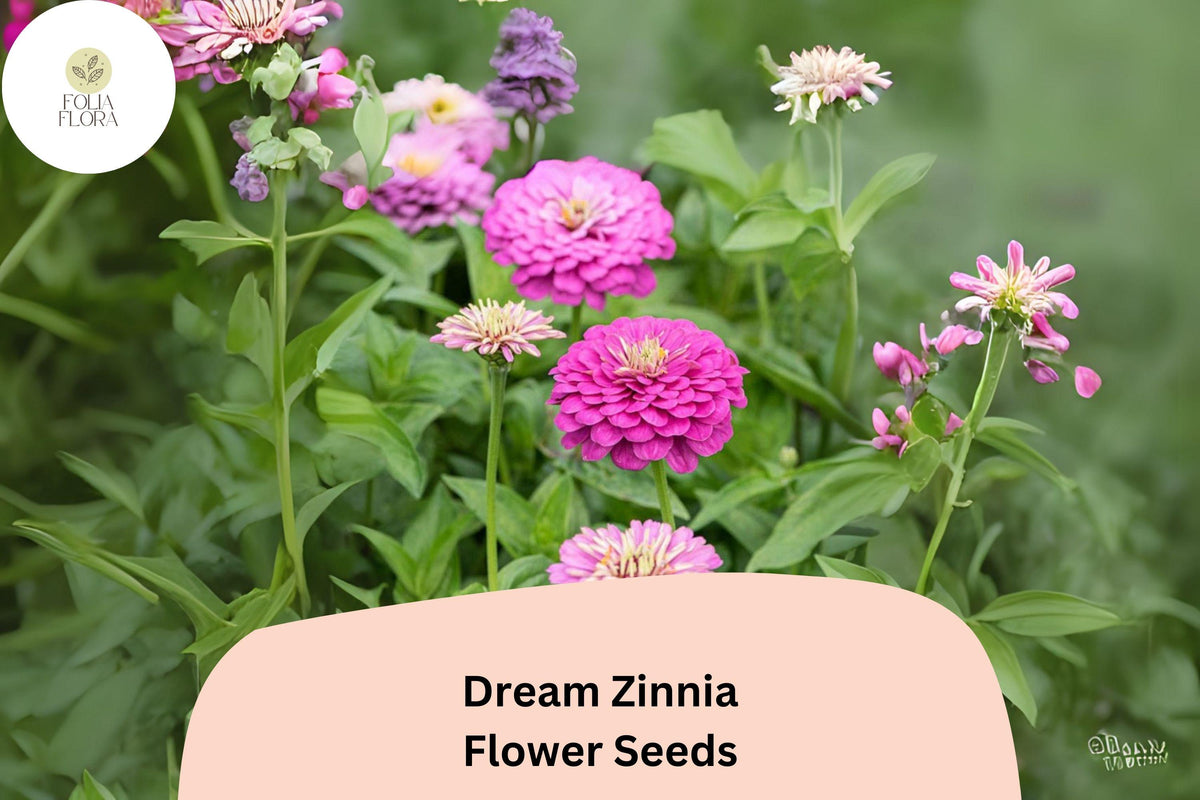 100 Dream Zinnia Seeds – Soft Pink Blooms for Summer Gardens, Borders & Cut Flowers