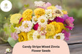 100 Candy Stripe Mix Zinnia Seeds - Striped Summer Blooms for Gardens & Bouquets