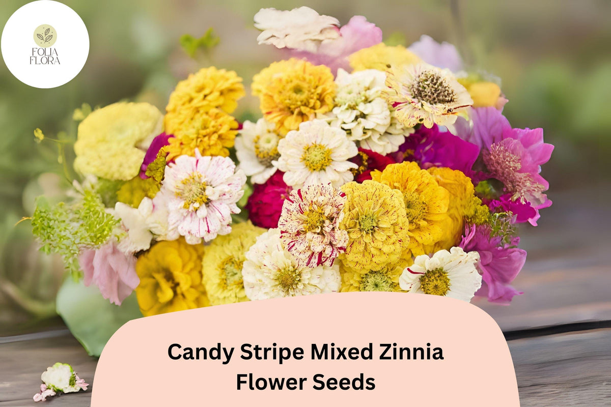 100 Candy Stripe Mix Zinnia Seeds - Striped Summer Blooms for Gardens & Bouquets