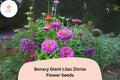 100 Benary Giant Lilac Zinnia Seeds - Tall Double Blooms for Summer Gardens & Cut Flowers