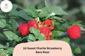 10 Sweet Charlie Strawberry Plants – Live Bare Root June-Bearing Fragaria × ananassa