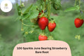 100 Sparkle Strawberry Plants Bare Root June-Bearing Non-GMO Fragaria × ananassa