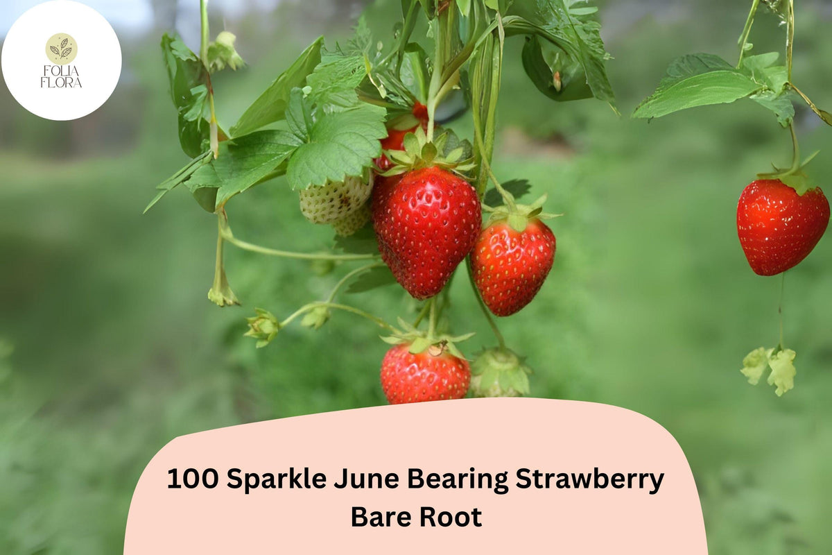 100 Sparkle Strawberry Plants Bare Root June-Bearing Non-GMO Fragaria × ananassa