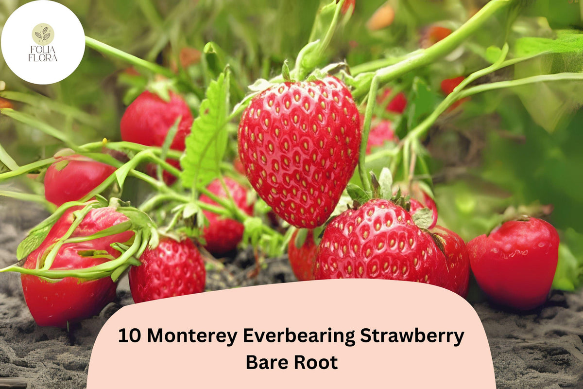 10 Monterey Strawberry Plants Live Bare Root Everbearing Non-GMO Fragaria × ananassa