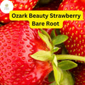 10 Ozark Strawberry Plants Live Bare Root Everbearing Fragaria × ananassa Garden Fruit