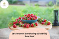 15 Eversweet Everbearing Strawberry Plants – Live Bare Root Fragaria × ananassa