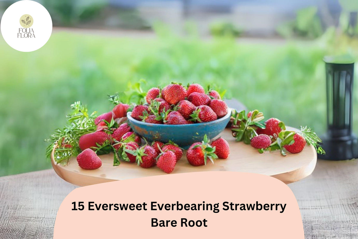 15 Eversweet Everbearing Strawberry Plants – Live Bare Root Fragaria × ananassa