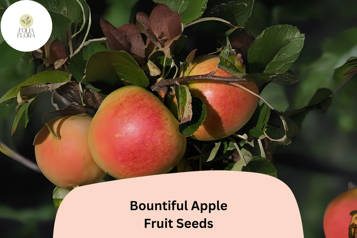 25 Bountiful Apple Seeds - Malus domestica Heirloom Fruit Tree Seeds for Home Orchards