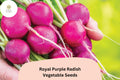 500 Royal Purple Radish Seeds – Raphanus sativus Heirloom Vegetable Seeds for Garden Planting