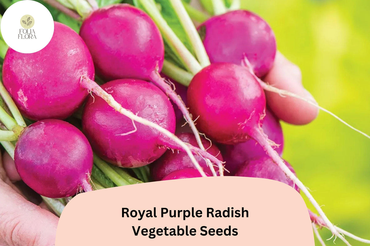 500 Royal Purple Radish Seeds – Raphanus sativus Heirloom Vegetable Seeds for Garden Planting