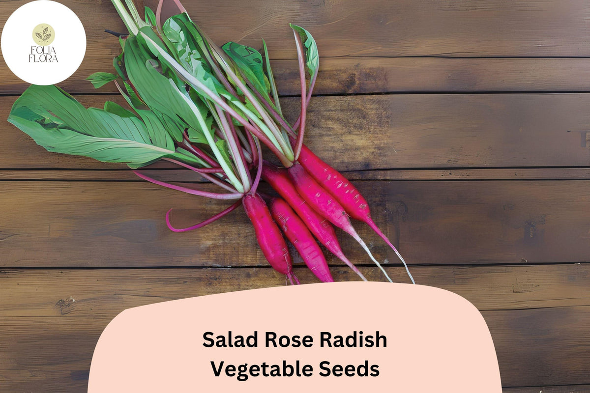 Salad Rose Radish Seeds – 500 Heirloom Non-GMO Seeds for Planting