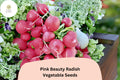 Pink Beauty Radish Seeds – Heirloom, Non-GMO (500 Seeds)