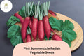 Pink Summercicle Radish Seeds – Heirloom, Non-GMO (500 Seeds)