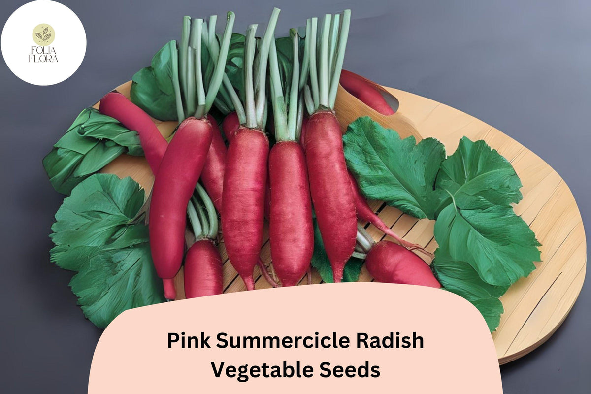 Pink Summercicle Radish Seeds – Heirloom, Non-GMO (500 Seeds)