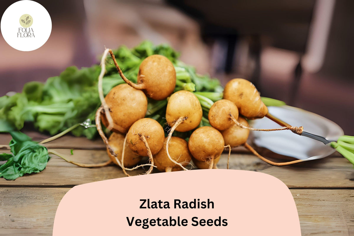 Zlata Radish Seeds – 500 Heirloom Garden Seeds for Crisp Edible Roots
