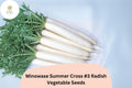 500 Minowase Summer Cross #3 Radish Seeds - Hybrid Daikon Radish for Planting