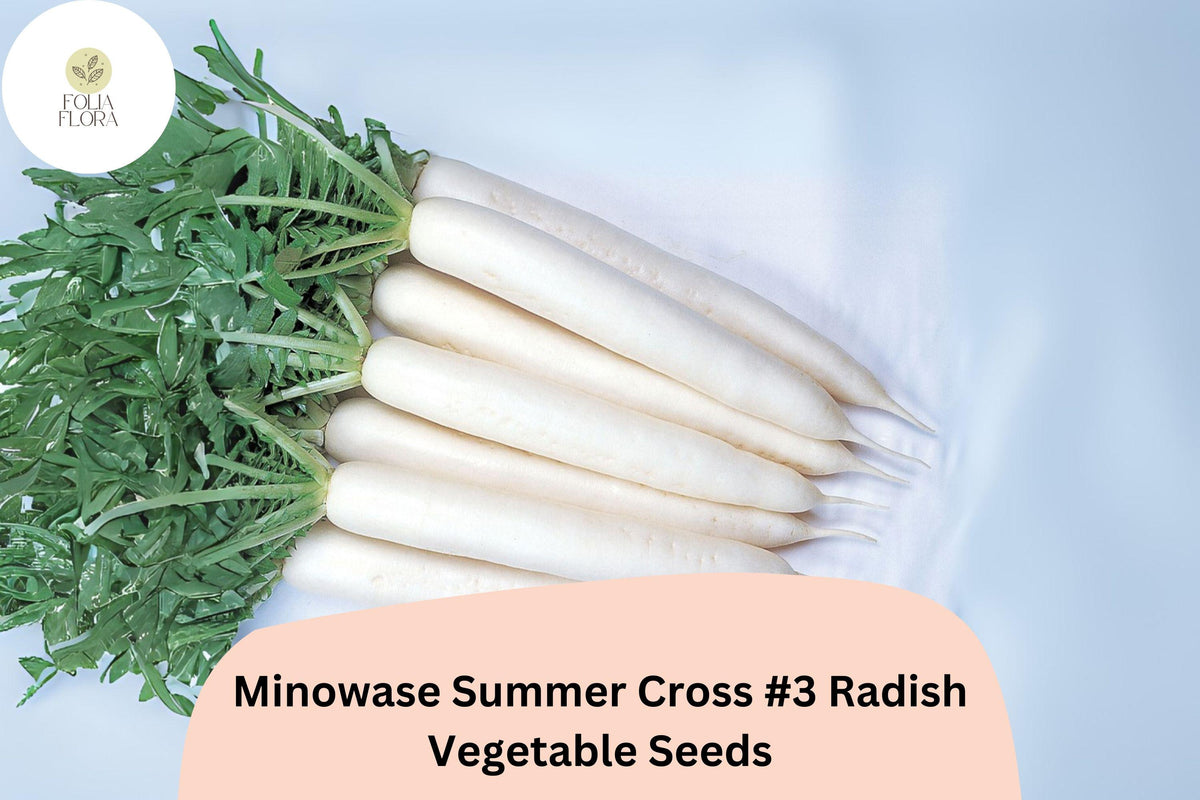 500 Minowase Summer Cross #3 Radish Seeds - Hybrid Daikon Radish for Planting