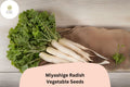 500 Miyashige Radish Seeds – Japanese Daikon Heirloom for Garden Planting
