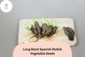500 Long Black Spanish Radish Seeds – Heirloom Winter Radish for Planting